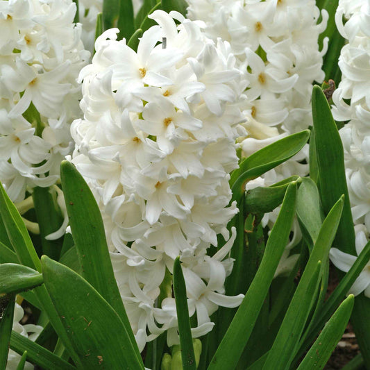 Hyacint 'Canergie' (x6) - Bakker
