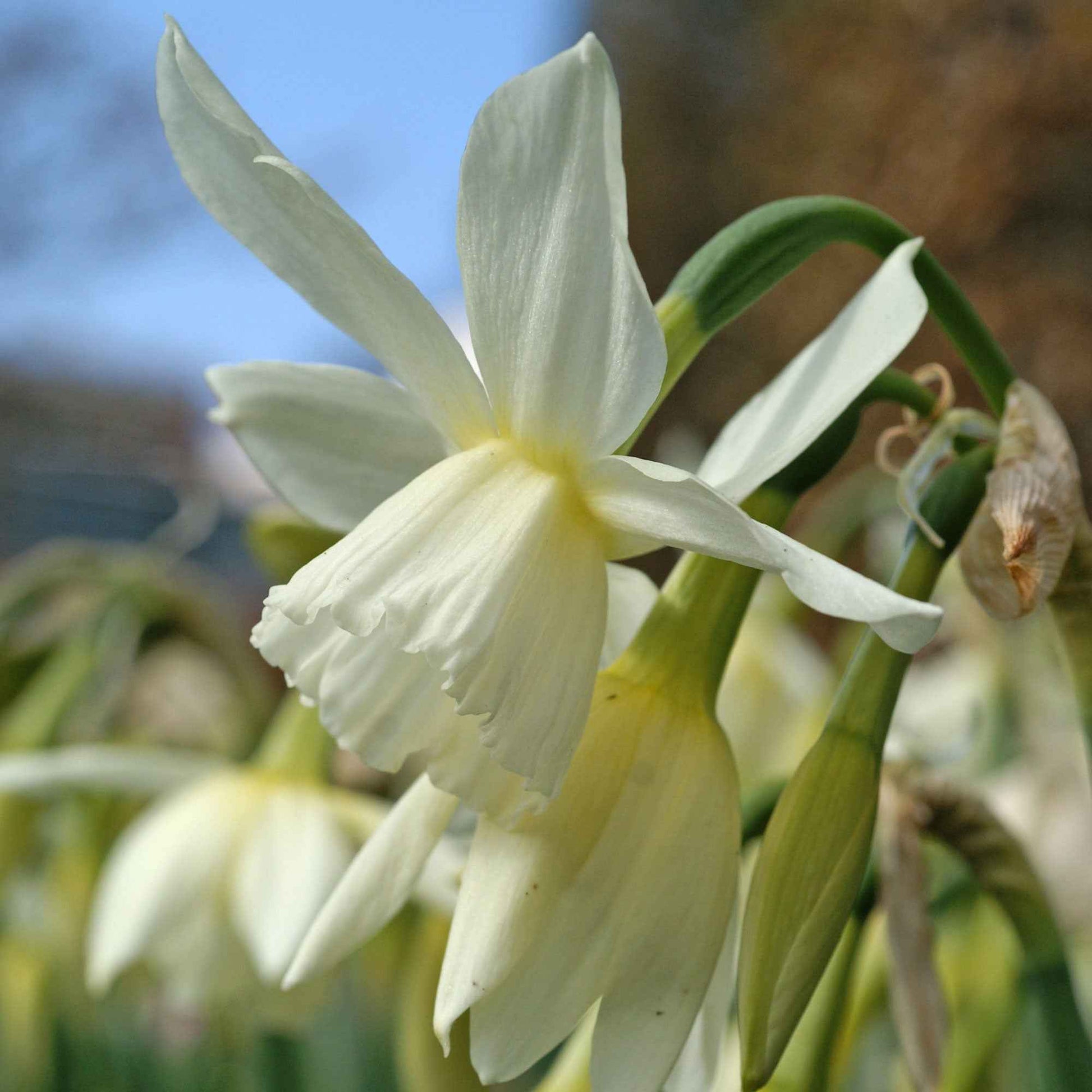 Narcis 'Thalia' (x5) - Narcissus 'thalia' - Bloembollen
