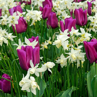 Narcis 'Thalia' (x5) - Narcissus 'thalia' - Voorjaarsbloeiers