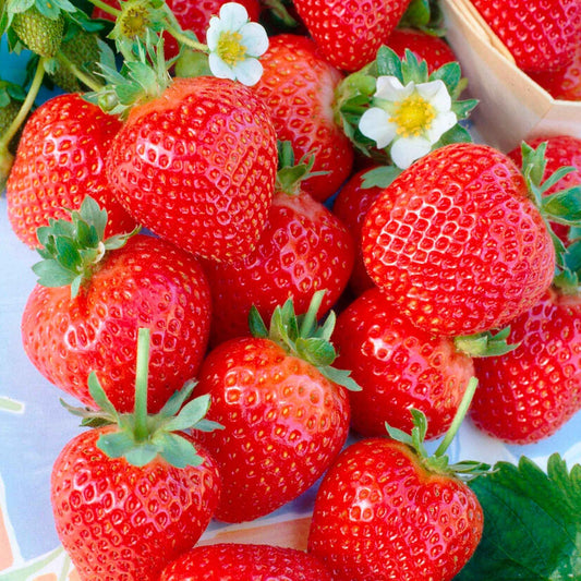 Aardbei (x60) - Fragaria 'maestro', 'maxim', 'mariguette' - Fruit