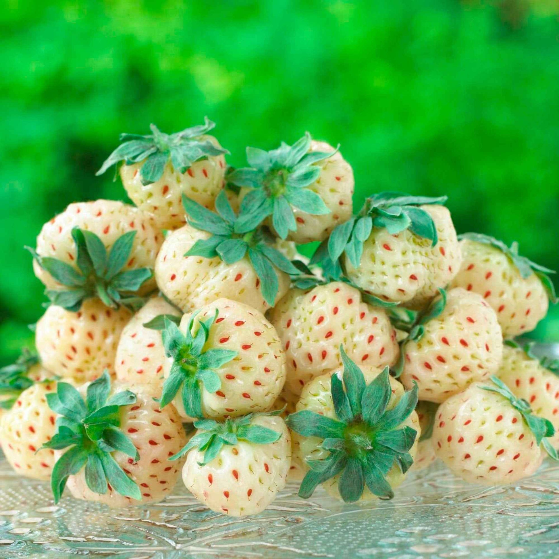 Aardbei 'Pineberry' (x2) - Fragaria pineberry white dream ® - Fruit