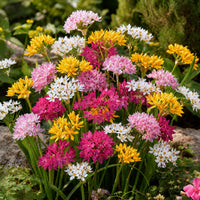 Sierui Mix (x25) - Allium - Bakker