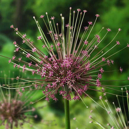 Sierui Allium schubertii (x5) - Allium schubertii - Bloembollen