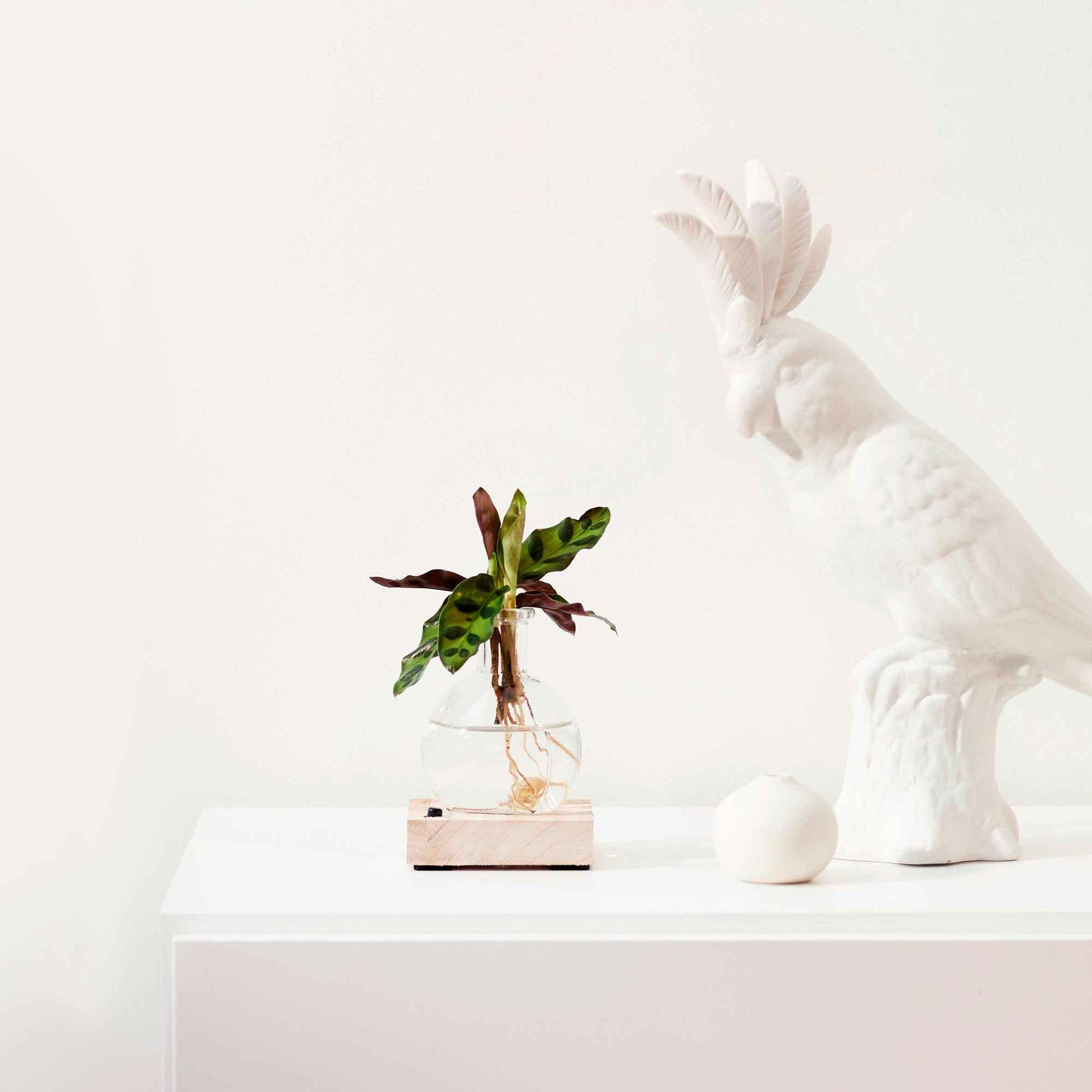  - Hydro vaasje 'Samoa' + LED verlichting - Kamerplantencombinaties