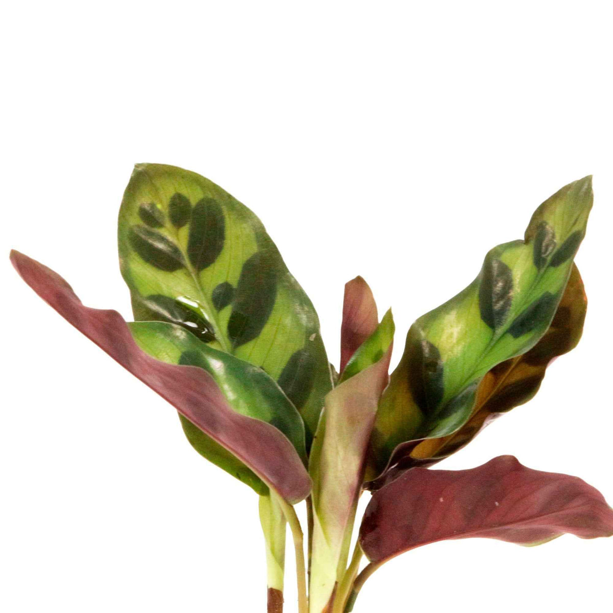 Calathea in Samoa glas - Hydroponie - Calathea insignis - Bakker