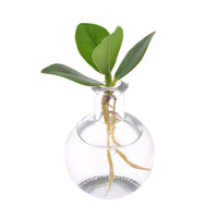 Clusia - Clusia 12 /20 - Kamerplantencombinaties