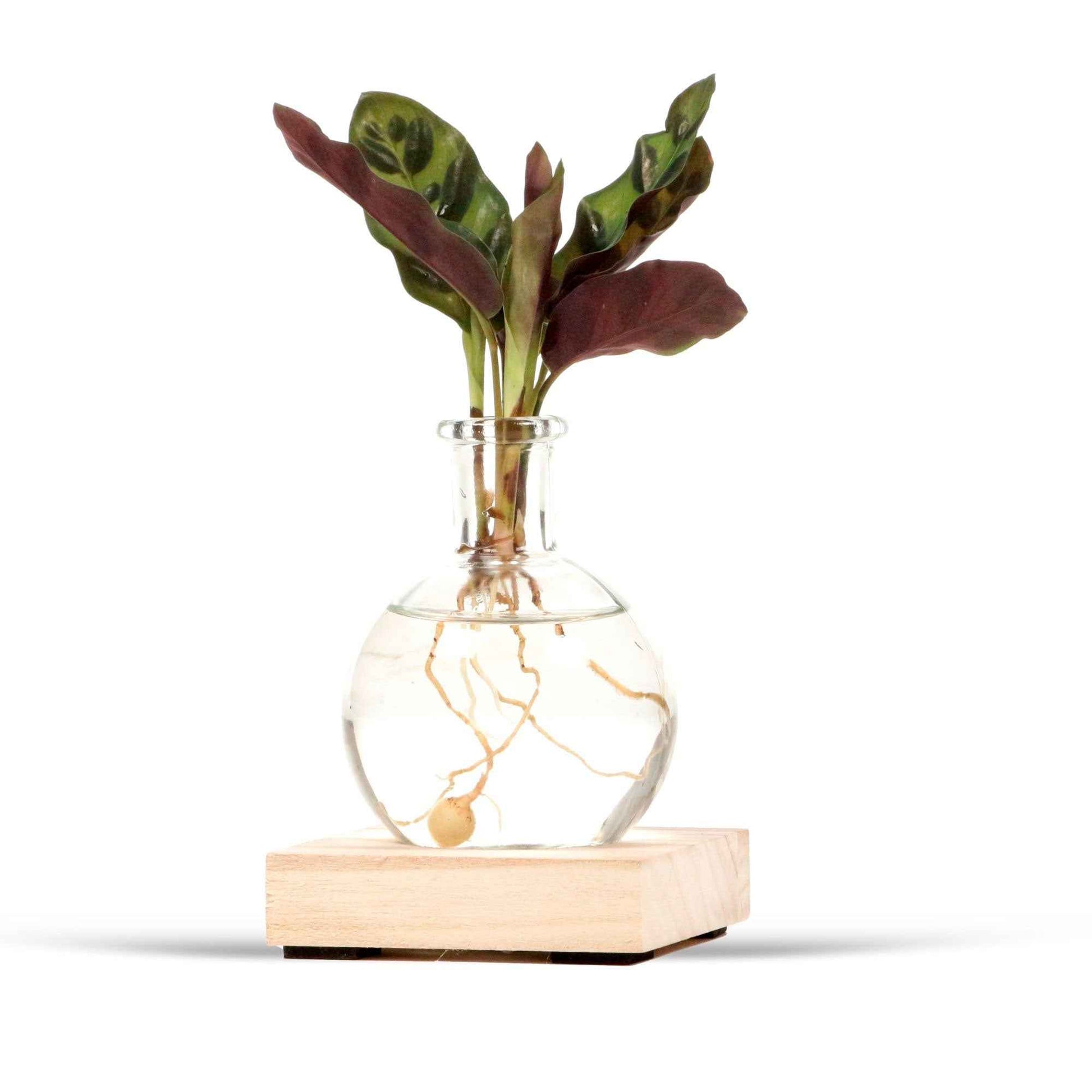 Kamerplantencombinaties - Hydro vaasje 'Samoa' + LED verlichting - 