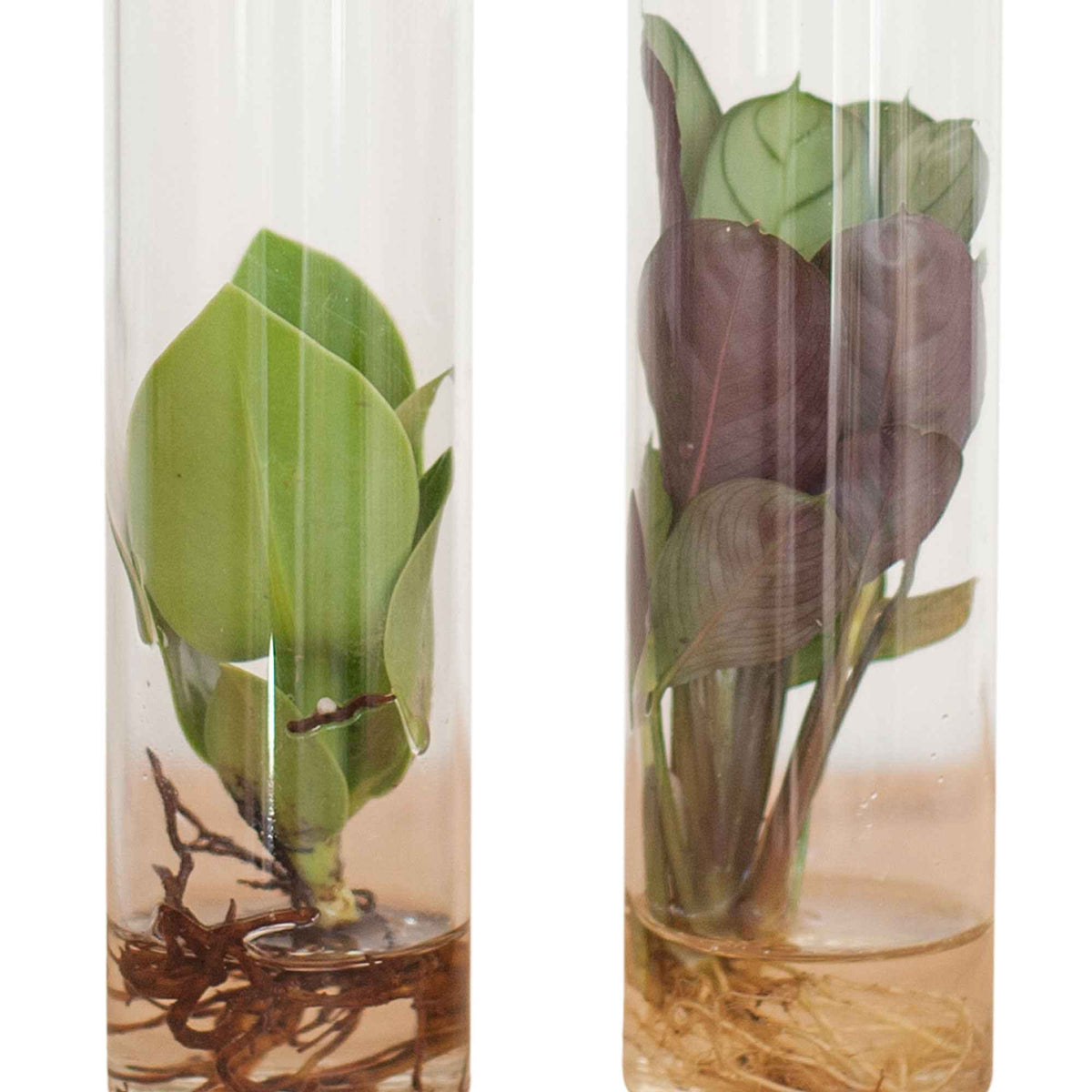 Stekmix Tube glas 2st - Stekmix in Tube glas - Hydroponie - Hydroponische planten