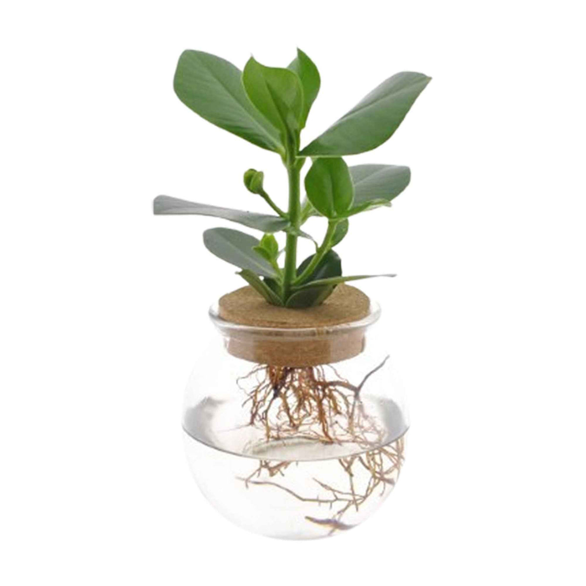 Hydroponische planten - Clusia in Bolglas - Hydroponie - Clusia