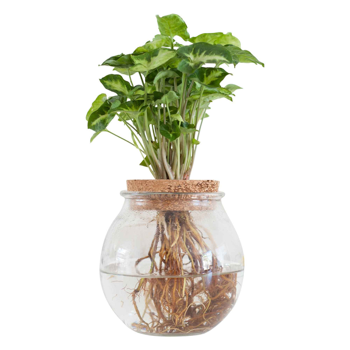 Syngonium in Bolglas - Hydroponie - Syngonium - Bakker