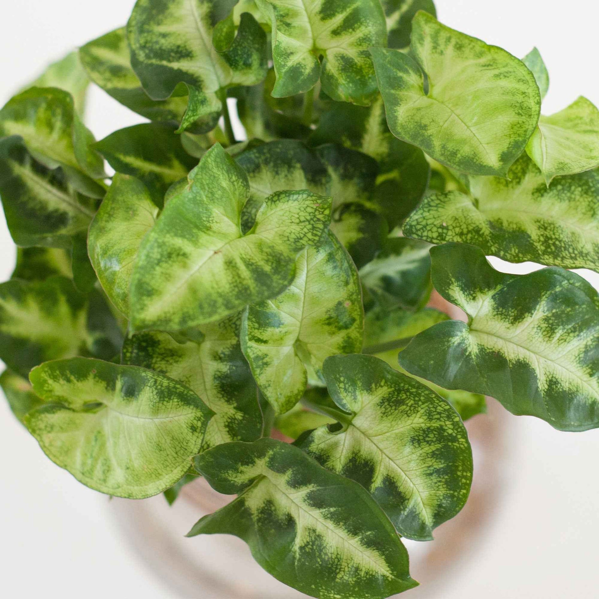 Syngonium - Syngonium / - Kamerplantencombinaties
