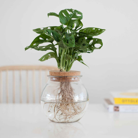 Monstera in Bolglas - Hydroponie (x2) - Monstera - Kamerplanten