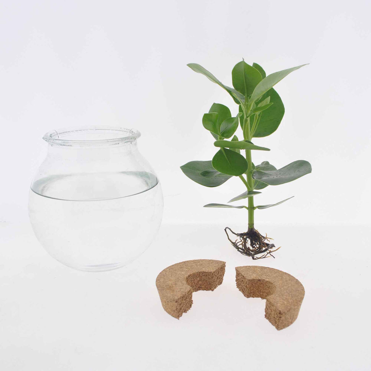 Hydroponische planten - Syngonium in Bolglas met ledverlichting - Hydroponie - Syngonium