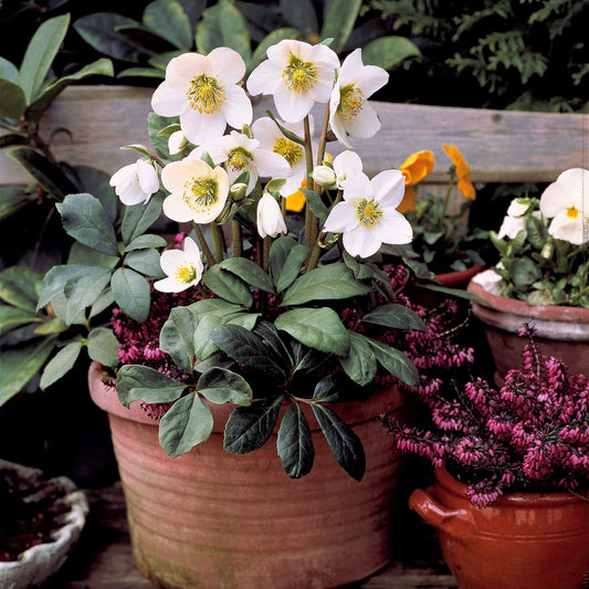 Helleborus 'Christmas Carol' - Bakker