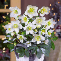 Verkoop Kerstroos 'Christmas Carol' en met kerstpot - Helleborus niger Christmas Carol