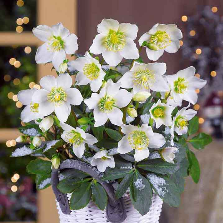 Verkoop Kerstroos 'Christmas Carol' en met kerstpot - Helleborus niger Christmas Carol