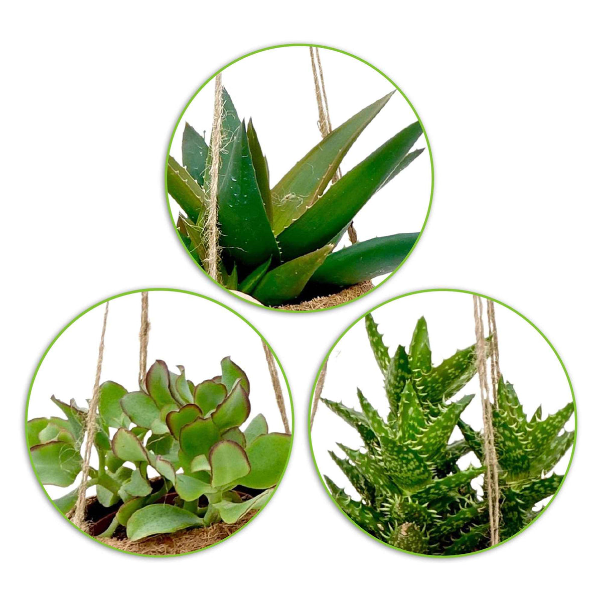 Kokodama vetplant Mix incl. kokopot - Kokodama Succulentmix - Bakker