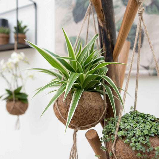 Graslelie Chlorophytum incl. Kokodama kokopot - Bakker