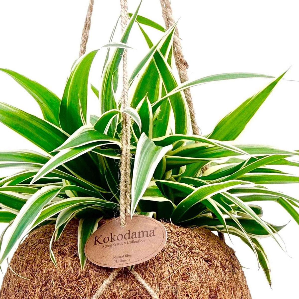 Graslelie Chlorophytum incl. Kokodama kokopot - Chlorophytum - Bakker