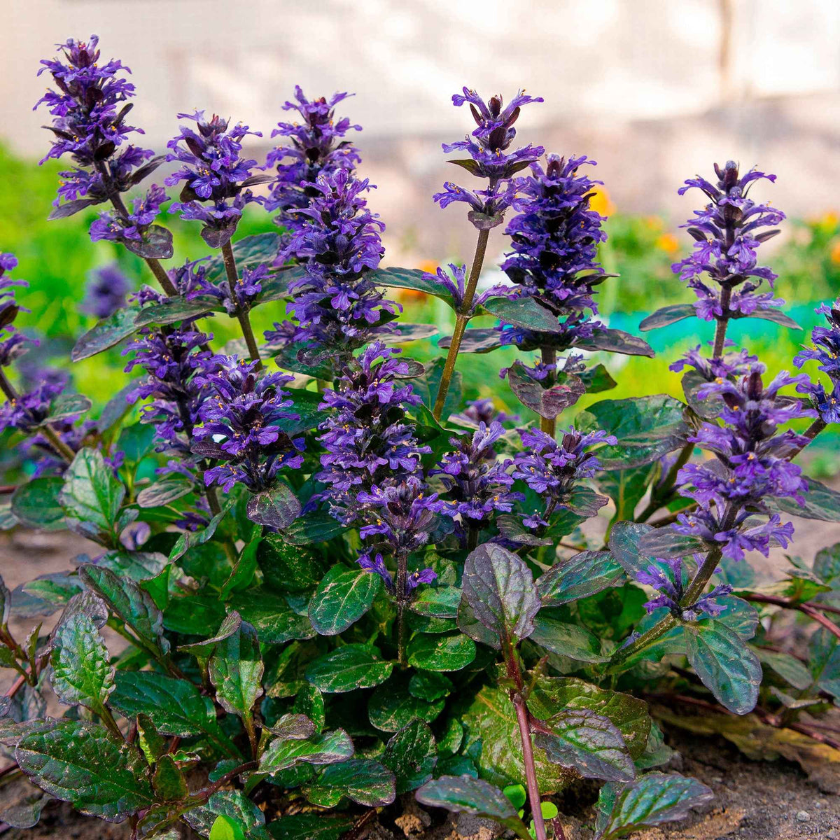 Kruipend zenegroen 'Atropurpurea' - Bakker