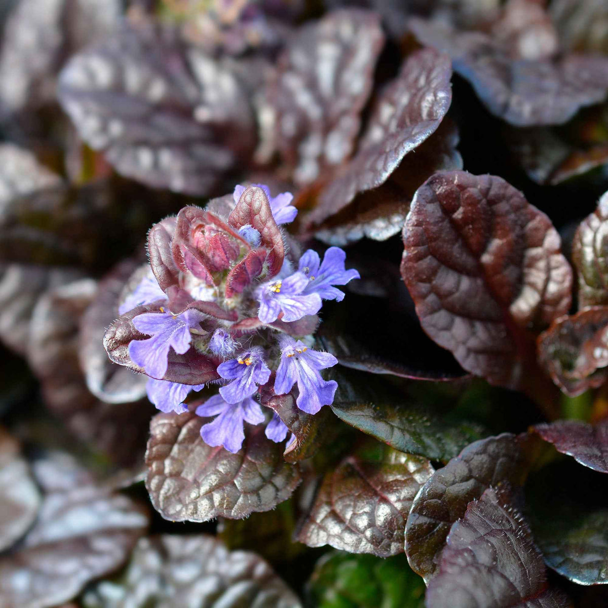 Ajuga reptans Atropurpurea - Kruipend zenegroen 'Atropurpurea' - Zenegroen