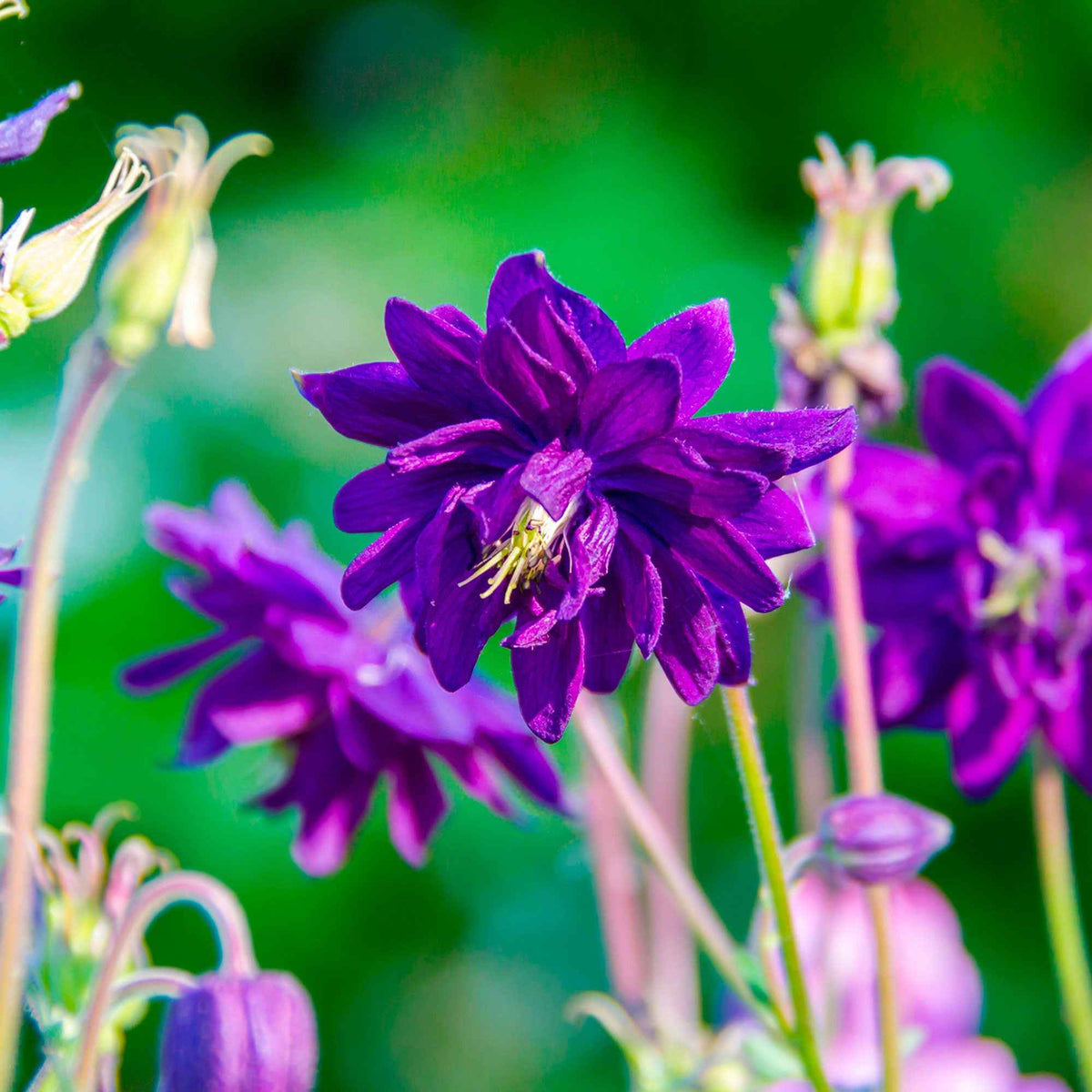 Aquilegia vulgaris Blue Barlow - Akelei 'Blue Barlow' - Akelei