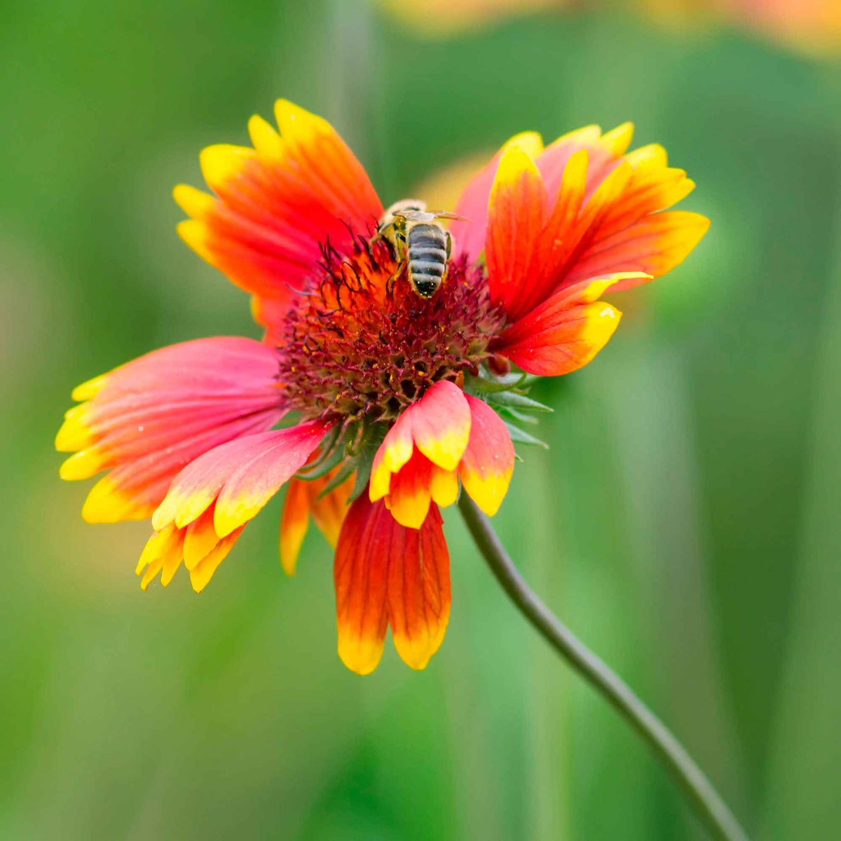 Gaillardia aristata Kobold - Kokardenbloem 'Kobold' - Vaste planten