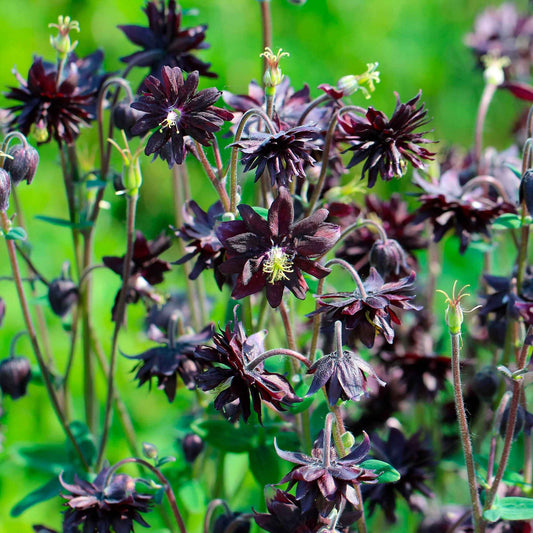 Akelei 'Black Barlow' - Aquilegia vulgaris black barlow - Tuinplanten