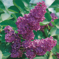 Sering - Syringa vulgaris lilas