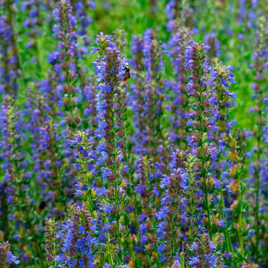 Hyssop - Bakker