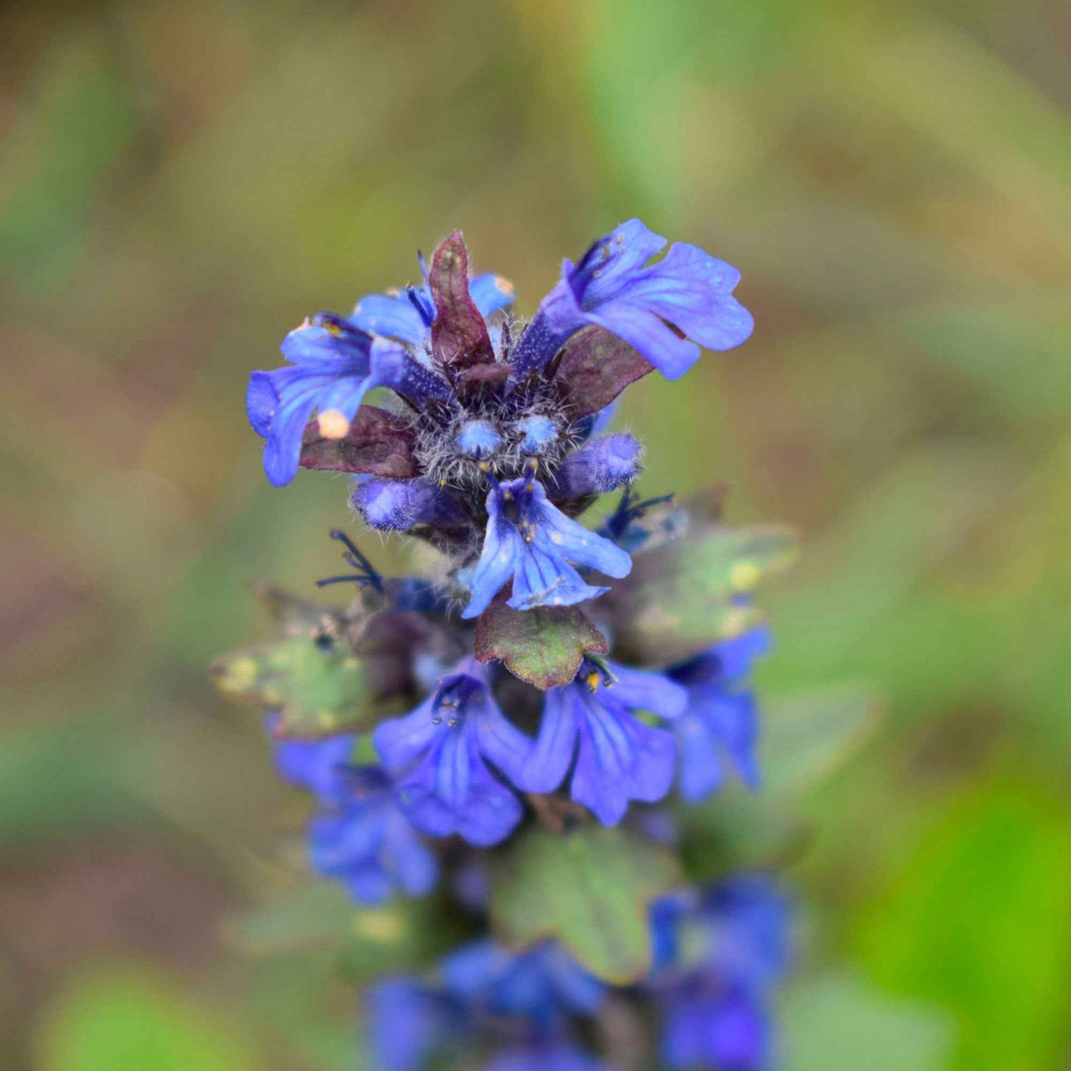 Salvia pratensis - Veldsalie - Salie