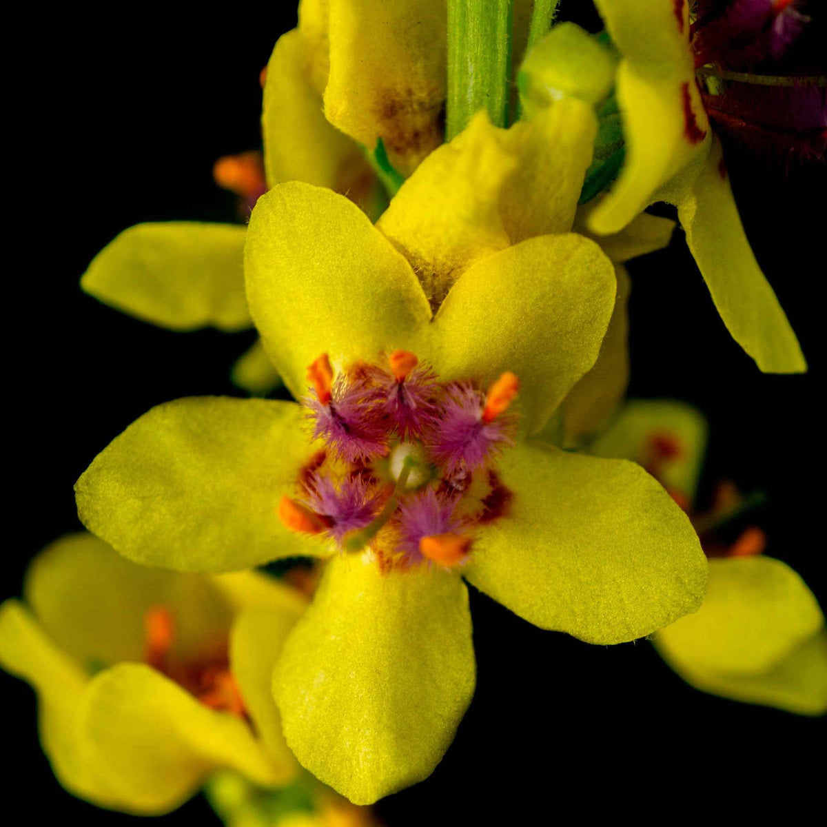 Verkoop Zwarte toorts - Verbascum nigrum