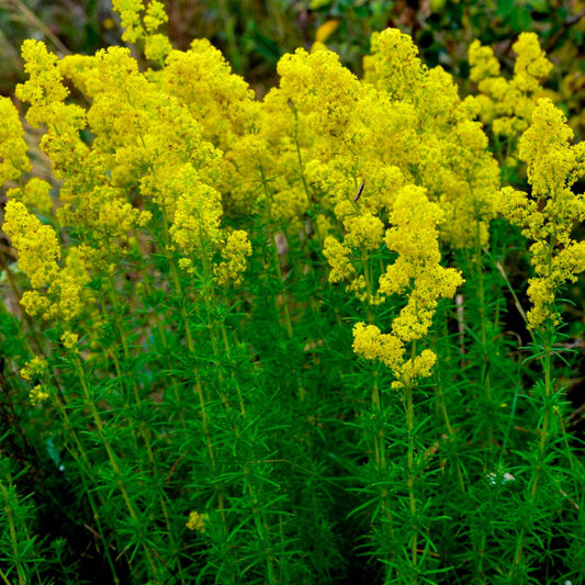 Geel walstro - Galium verum - Tuinplanten