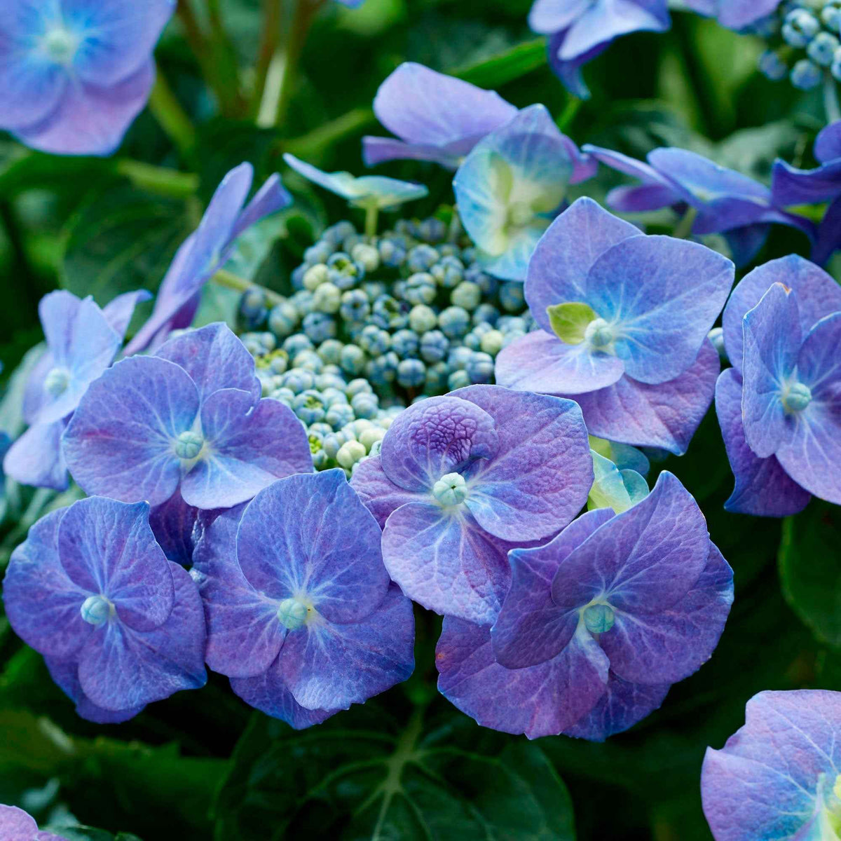 Boerenhortensia 'Teller' - Hydrangea macrophylla teller blue - Bakker