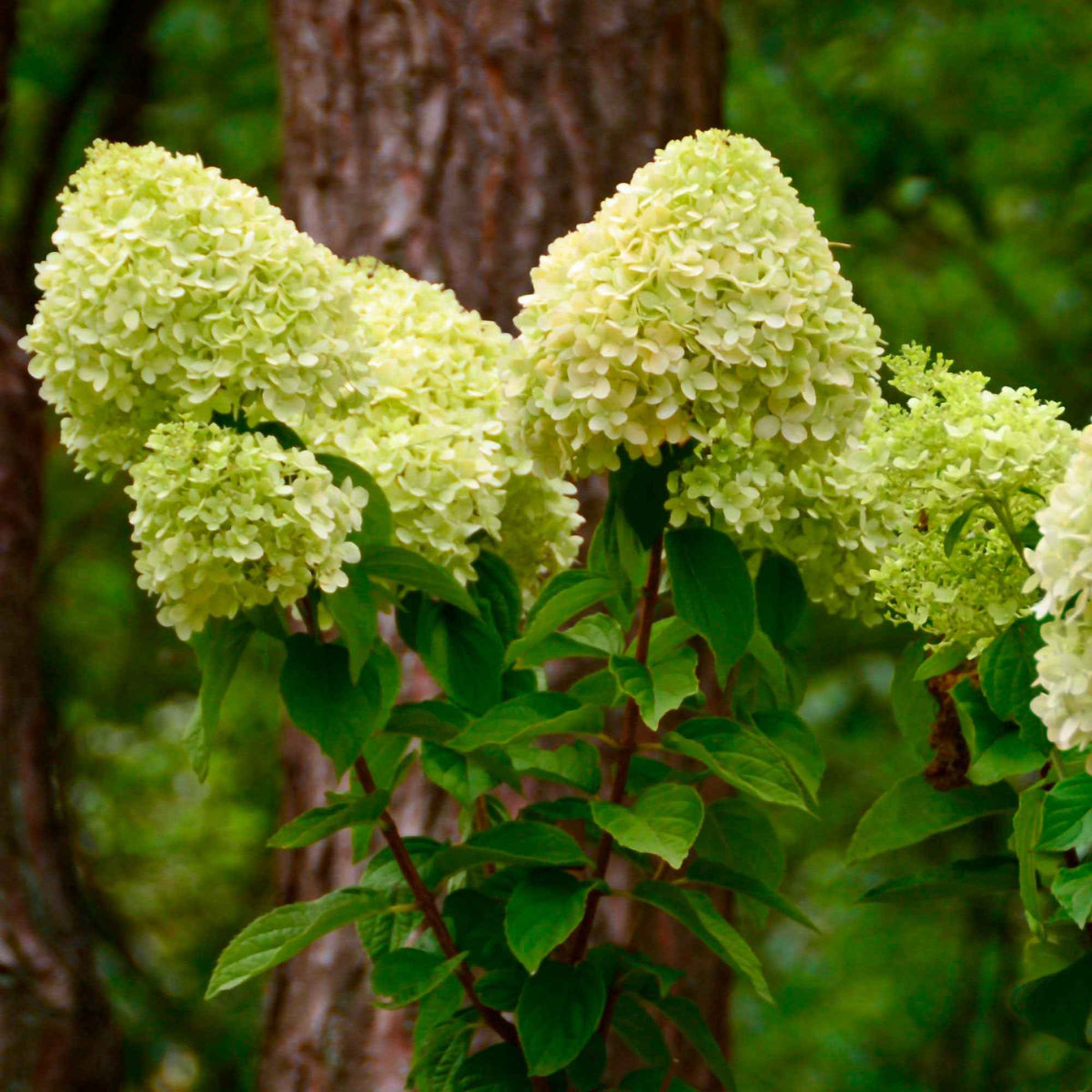 Pluimhortensia - Pluimhortensia 'Silver Dollar' - Hydrangea paniculata Silver Dollar