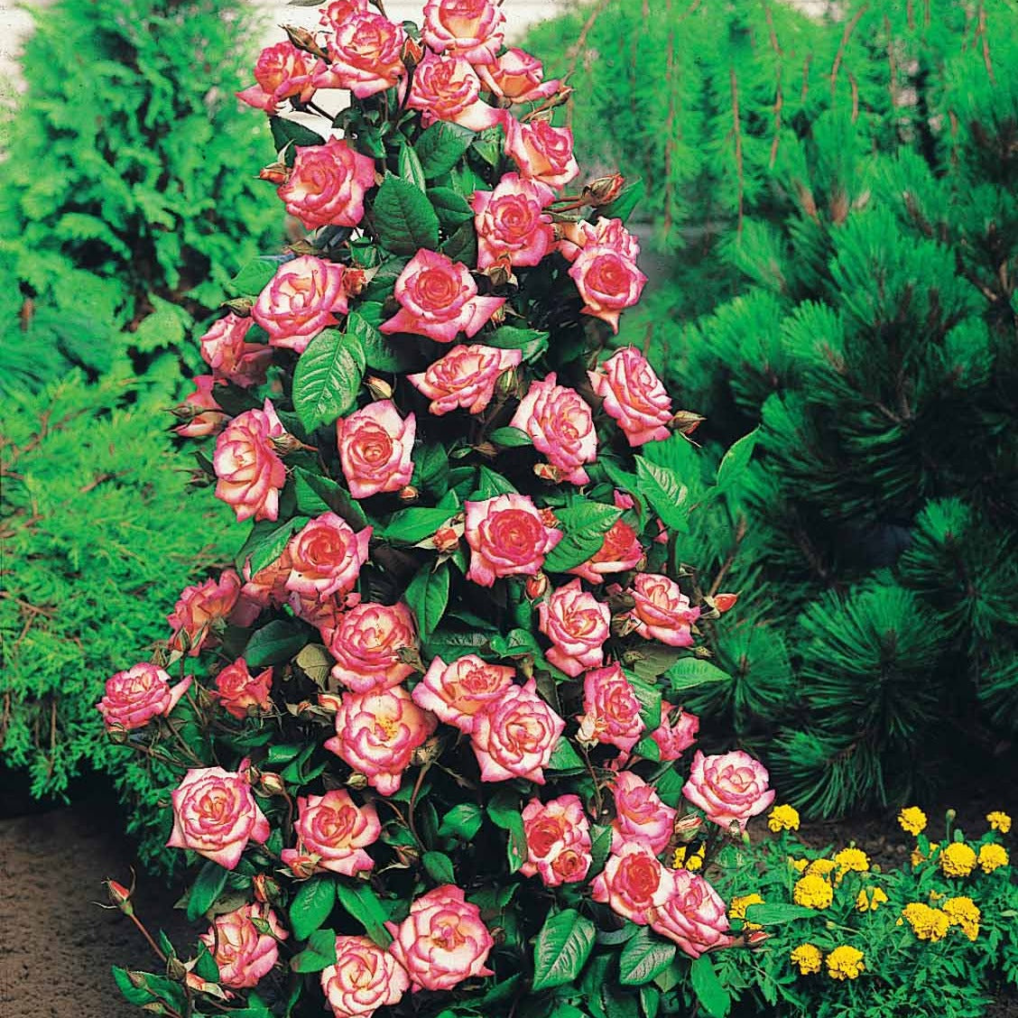 Klimroos 'Haendel' - Rosa Haendel - Bakker