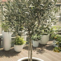 Olijfboom - Olea europaea - Mediterrane planten