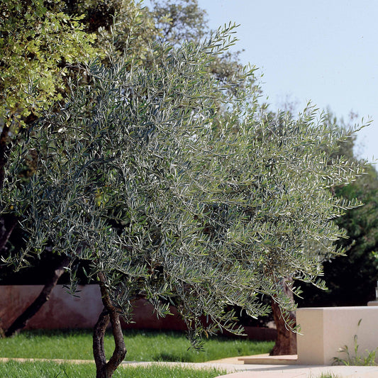 Olijfboom - Olea europaea - Terras- en balkonplanten
