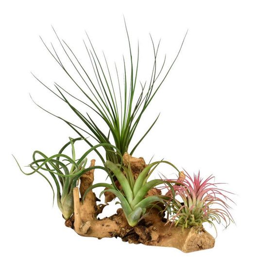 4 Tillandsia's op houtblok - Bakker