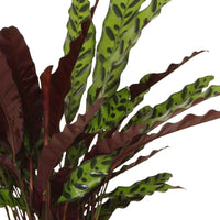 Pauwenplant 'Insigne' - Calathea insignis - Op soort