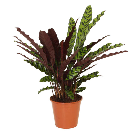 Pauwenplant 'Insigne' - Calathea insignis