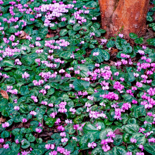 Cyclaam coum (x3) - Cyclamen coum - Bloembollen