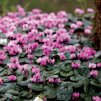 Cyclaam coum (x3) - Cyclamen coum - Bakker