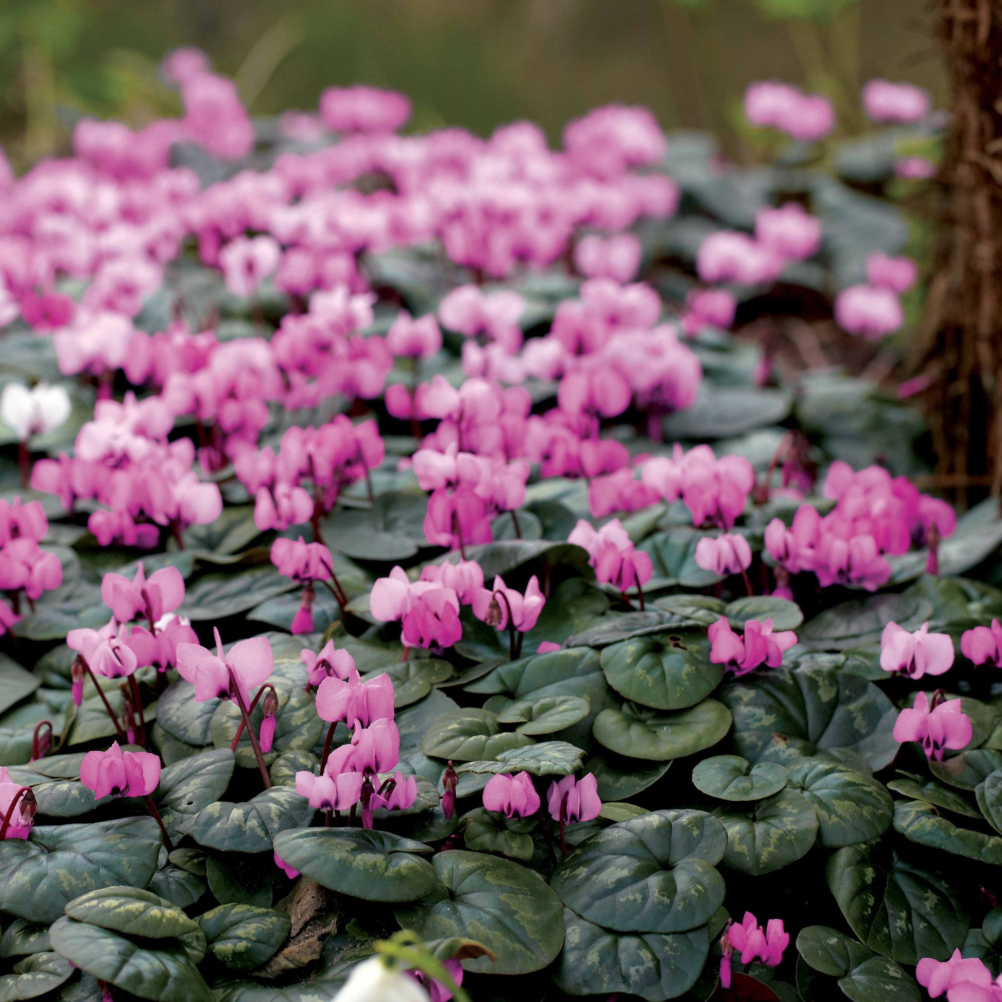 Cyclaam coum (x3) - Cyclamen coum - Bakker