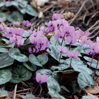 Zomerbloeiers - Cyclaam coum (x3) - Cyclamen coum