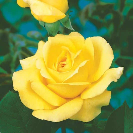 Struikroos Rosa 'Arthur Bell' - Bakker