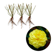 Trosoos 'Friesia' (x3) - Rosa polyantha friesia - Plantsoort