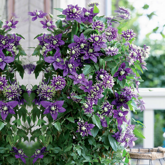 Bosrank 'Taiga' - Clematis Taïga - Clematis