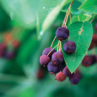 Verkoop Krentenboom