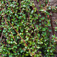 Dwergmispel 'Major' - Cotoneaster dammeri - Tuinplanten